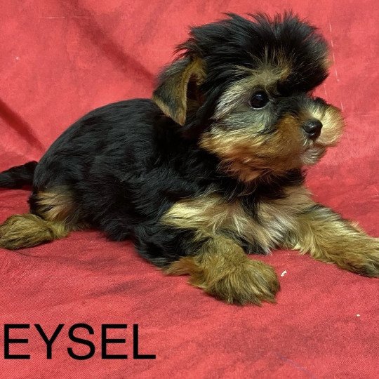 chiot Yorkshire terrier VEYSEL yorkshire terrier Domaine de la Chantelaie