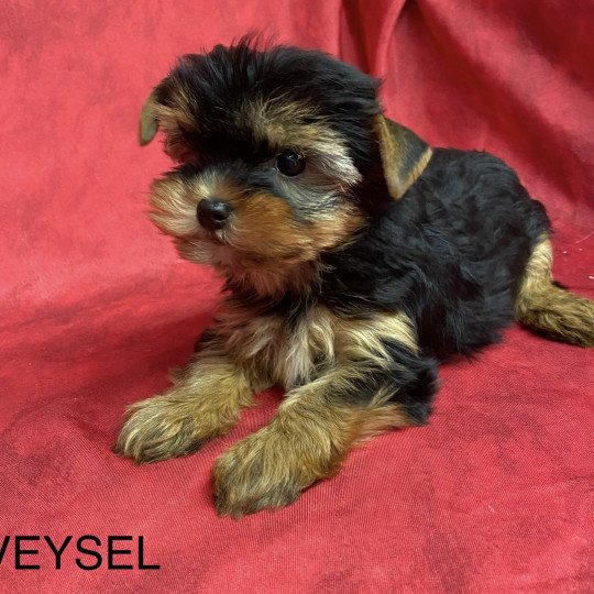 chiot Yorkshire terrier VEYSEL yorkshire terrier Domaine de la Chantelaie