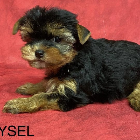 chiot Yorkshire terrier VEYSEL yorkshire terrier Domaine de la Chantelaie