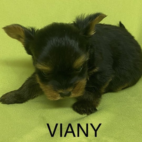 chiot Yorkshire terrier VIANY yorkshire terrier Domaine de la Chantelaie