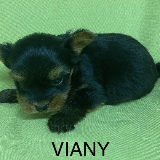 chiot Yorkshire terrier VIANY yorkshire terrier Domaine de la Chantelaie