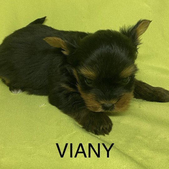 chiot Yorkshire terrier VIANY yorkshire terrier Domaine de la Chantelaie