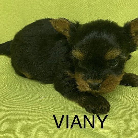 chiot Yorkshire terrier VIANY yorkshire terrier Domaine de la Chantelaie