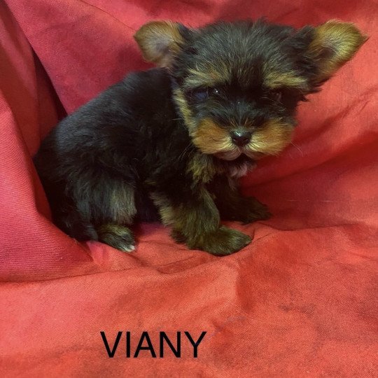 VIANY yorkshire terrier Mâle Yorkshire terrier