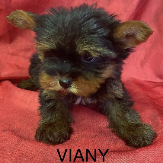 chiot Yorkshire terrier VIANY yorkshire terrier Domaine de la Chantelaie