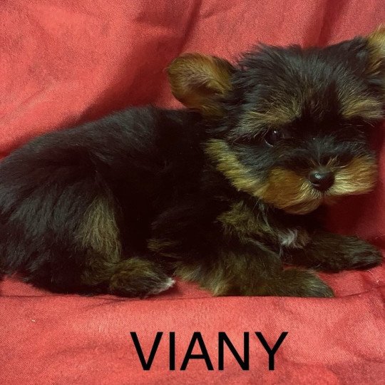 chiot Yorkshire terrier VIANY yorkshire terrier Domaine de la Chantelaie