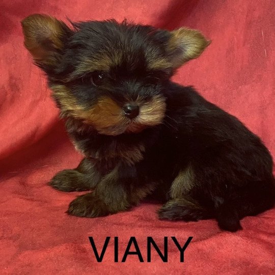 chiot Yorkshire terrier VIANY yorkshire terrier Domaine de la Chantelaie