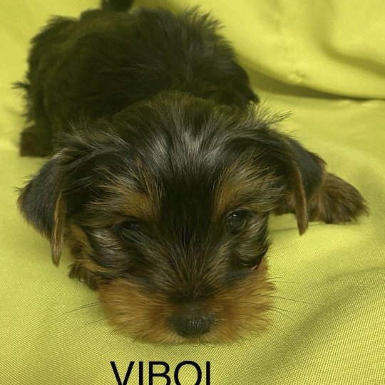 chiot Yorkshire terrier VIBOL. york à réserver Domaine de la Chantelaie