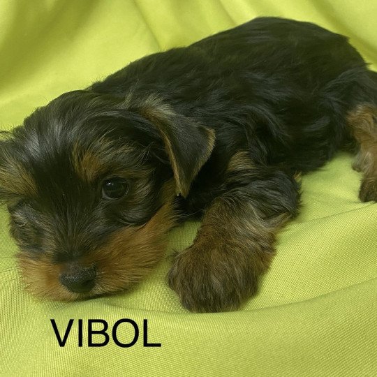 chiot Yorkshire terrier VIBOL. york à réserver Domaine de la Chantelaie