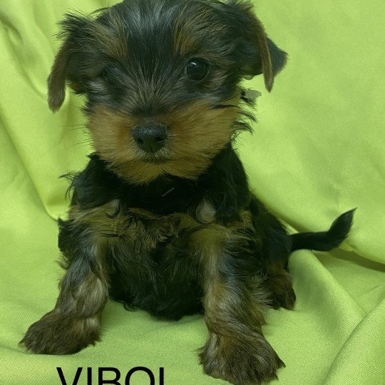 chiot Yorkshire terrier VIBOL. york à réserver Domaine de la Chantelaie