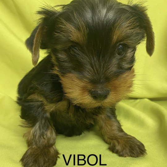 chiot Yorkshire terrier VIBOL. york à réserver Domaine de la Chantelaie