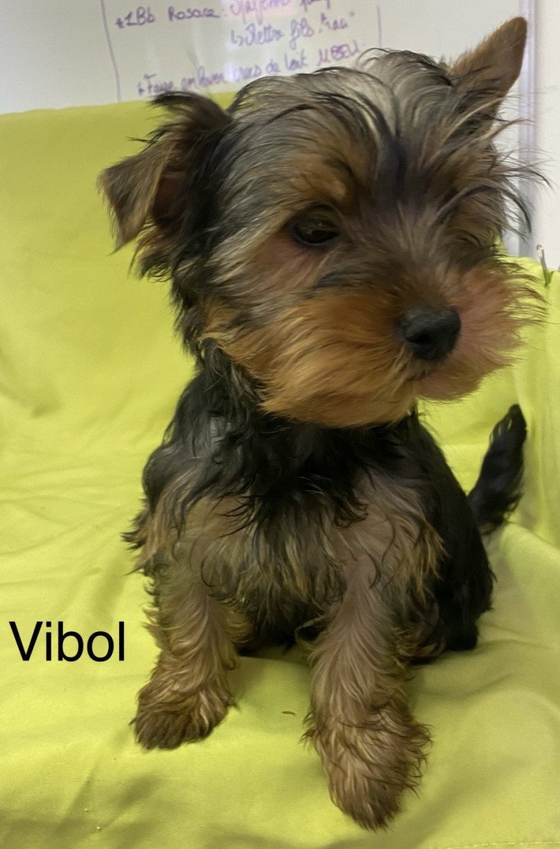 VIBOL yorkshire terrier Mâle Yorkshire terrier