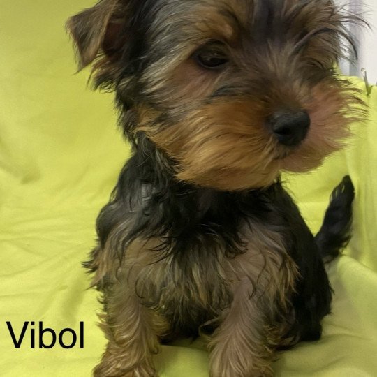 VIBOL yorkshire terrier Mâle Yorkshire terrier