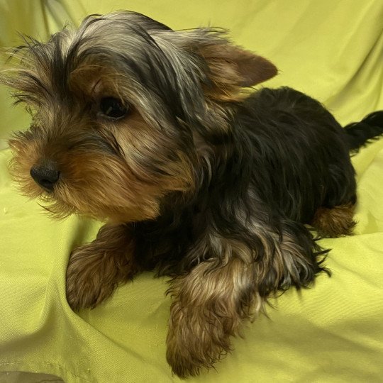 chiot Yorkshire terrier VIBOL yorkshire terrier Domaine de la Chantelaie