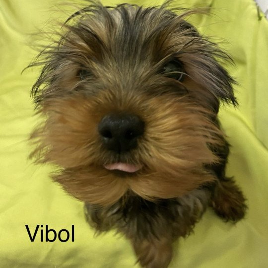 chiot Yorkshire terrier VIBOL yorkshire terrier Domaine de la Chantelaie