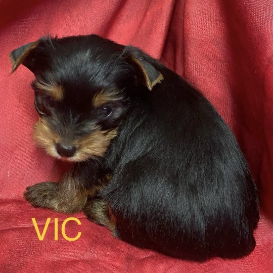 chiot Yorkshire terrier VIC york à réserver Domaine de la Chantelaie
