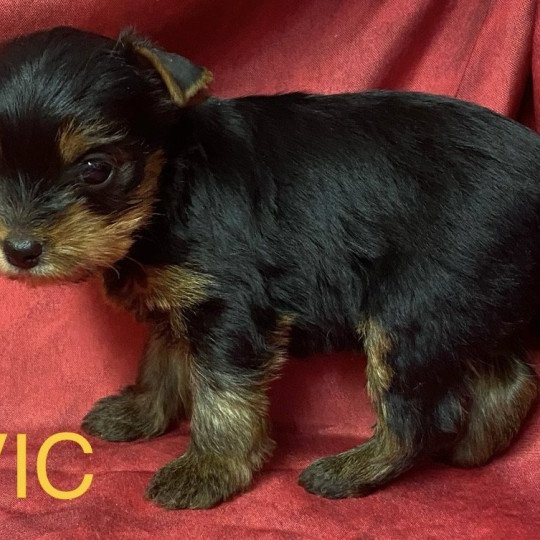 chiot Yorkshire terrier VIC york à réserver Domaine de la Chantelaie