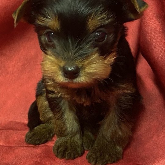 chiot Yorkshire terrier VIC york à réserver Domaine de la Chantelaie