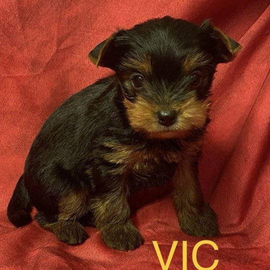 chiot Yorkshire terrier VIC york à réserver Domaine de la Chantelaie