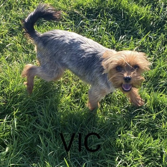 VIC york Femelle Yorkshire terrier