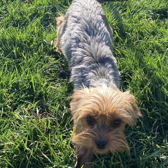 chiot Yorkshire terrier VIC york Domaine de la Chantelaie