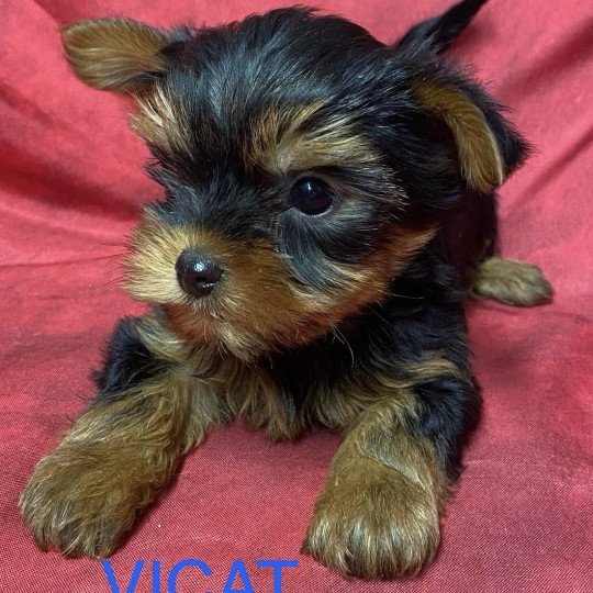 chiot Yorkshire terrier VICAT york à réserver Domaine de la Chantelaie