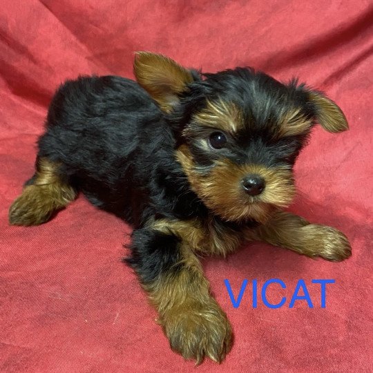 chiot Yorkshire terrier VICAT york à réserver Domaine de la Chantelaie