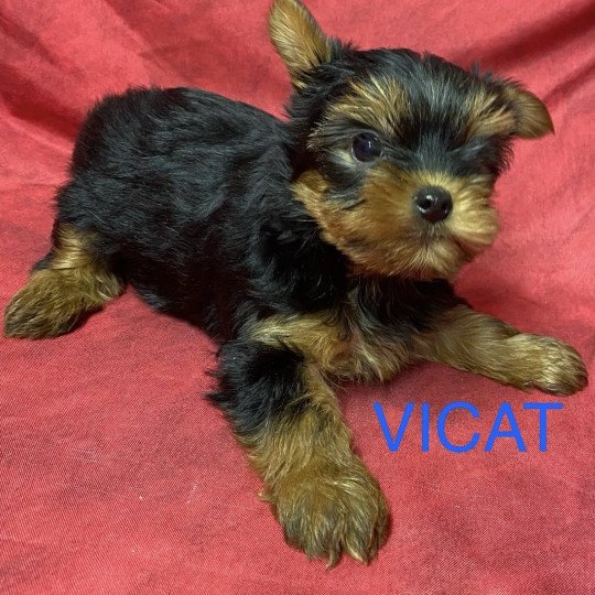 chiot Yorkshire terrier VICAT york à réserver Domaine de la Chantelaie