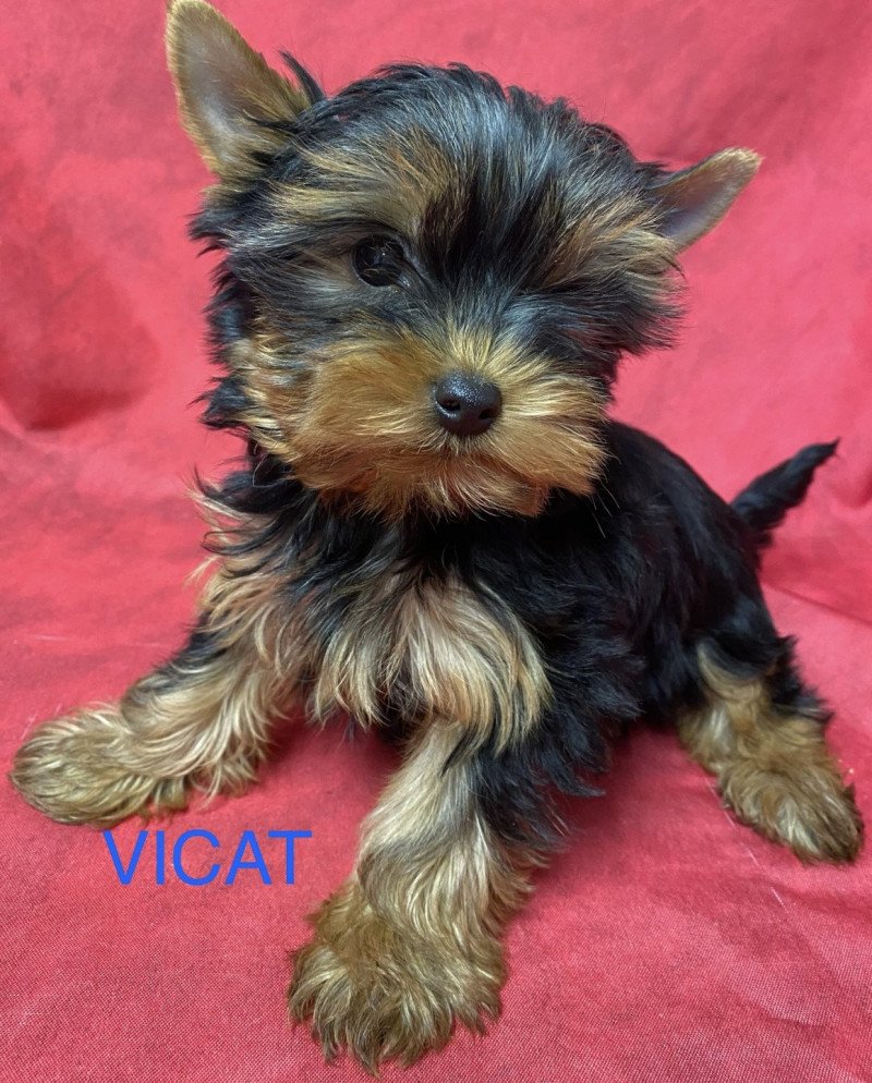 VICAT york Mâle Yorkshire terrier
