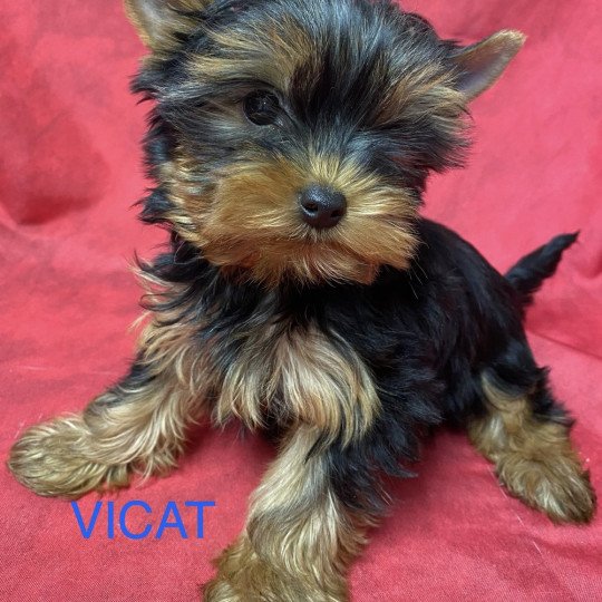 chiot Yorkshire terrier VICAT york à réserver Domaine de la Chantelaie