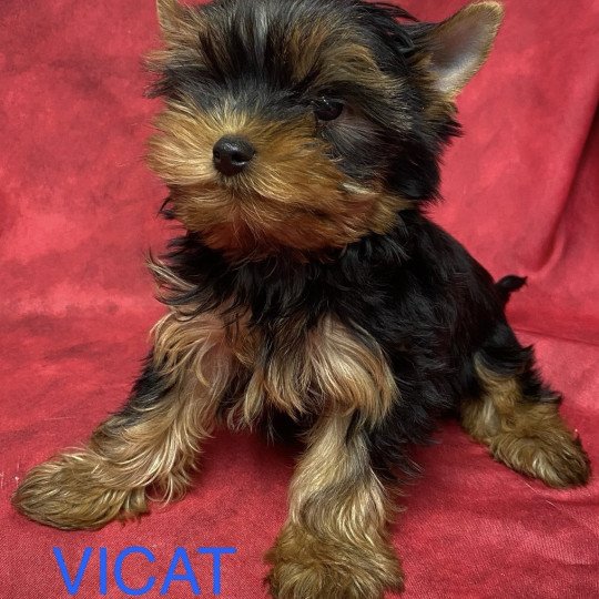 chiot Yorkshire terrier VICAT york à réserver Domaine de la Chantelaie