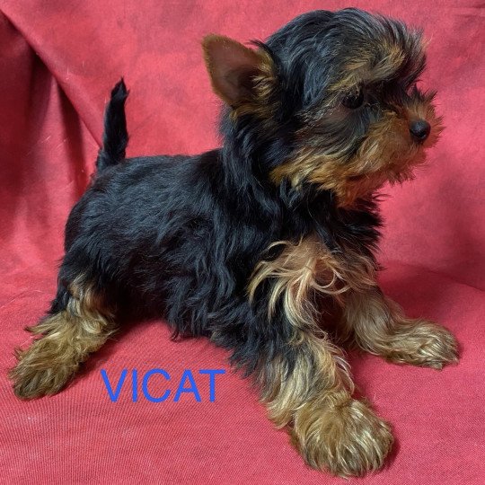 chiot Yorkshire terrier VICAT york à réserver Domaine de la Chantelaie