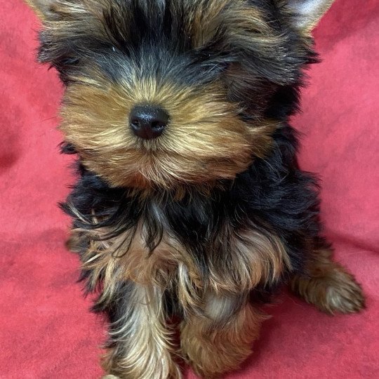 chiot Yorkshire terrier VICAT york à réserver Domaine de la Chantelaie