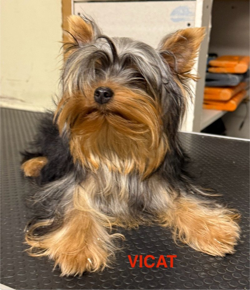 VICAT york Mâle Yorkshire terrier