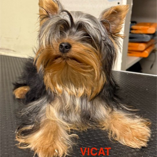 VICAT york Mâle Yorkshire terrier