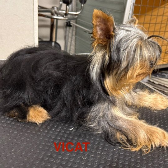 chien Yorkshire terrier VICAT york Domaine de la Chantelaie