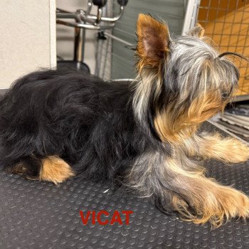 chien Yorkshire terrier VICAT york Domaine de la Chantelaie