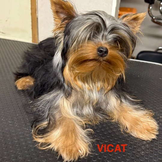 chien Yorkshire terrier VICAT york Domaine de la Chantelaie