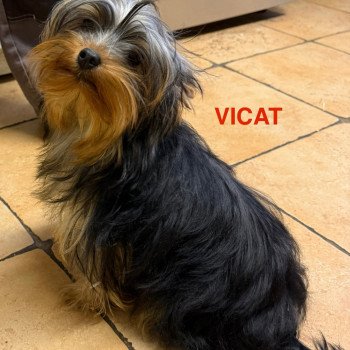 chien Yorkshire terrier VICAT york Domaine de la Chantelaie