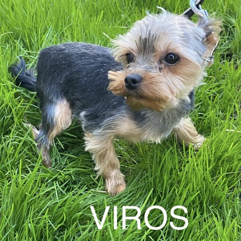 VIROS Mâle Yorkshire terrier