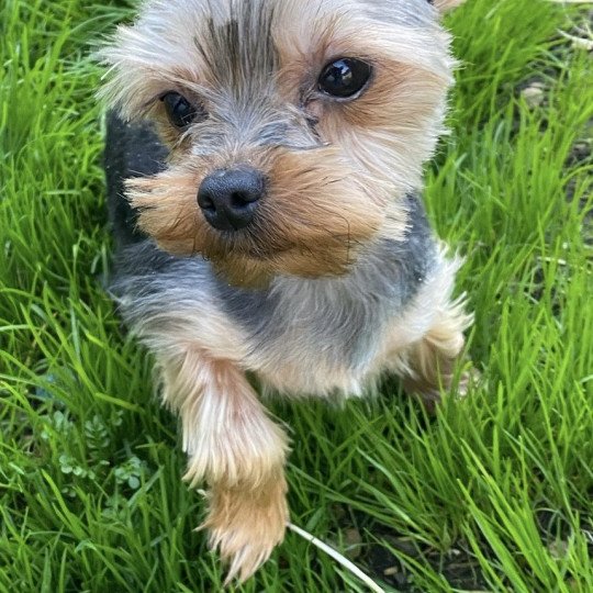 chien Yorkshire terrier noir et feu VICAT Domaine de la Chantelaie