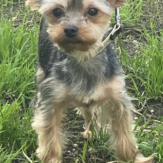 chien Yorkshire terrier noir et feu VICAT Domaine de la Chantelaie
