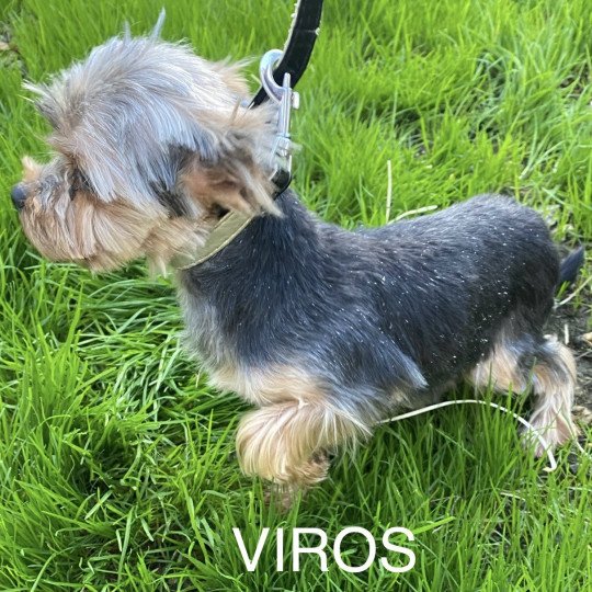 chien Yorkshire terrier noir et feu VICAT Domaine de la Chantelaie