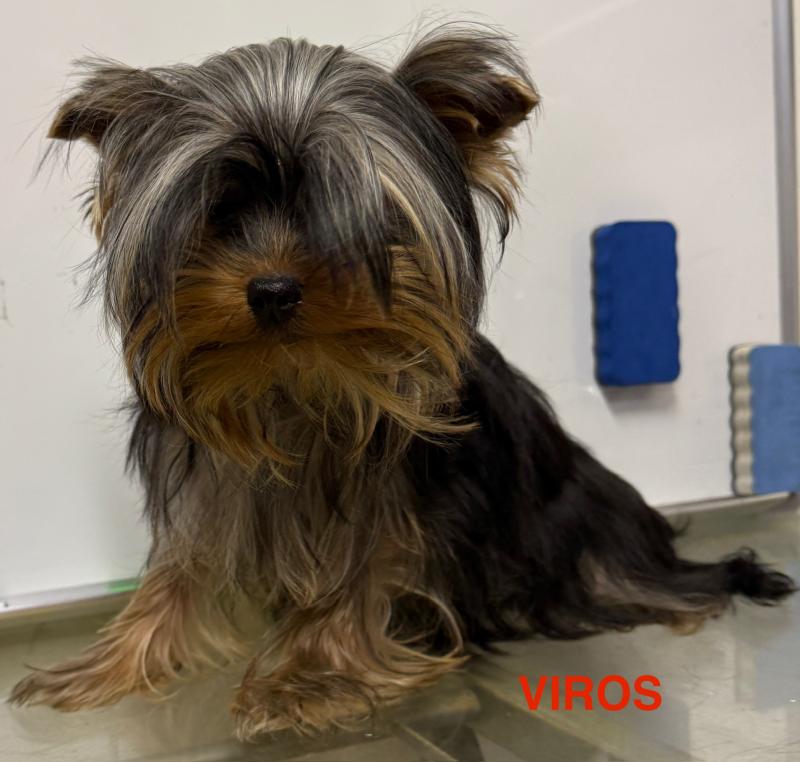 VIROS Mâle Yorkshire terrier