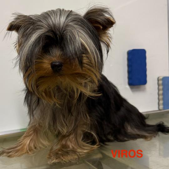 VIROS Mâle Yorkshire terrier
