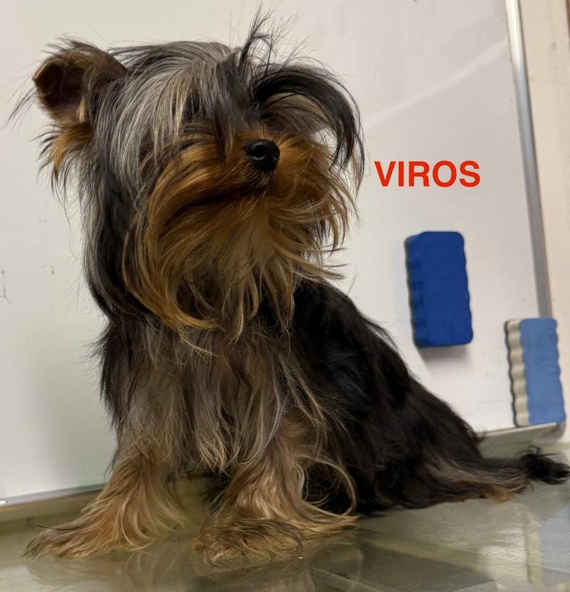 VIROS Mâle Yorkshire terrier