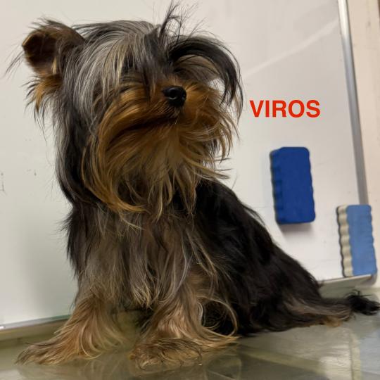 VIROS Mâle Yorkshire terrier
