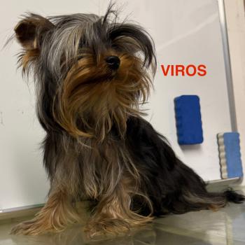 chien Yorkshire terrier noir et feu VIROS Domaine de la Chantelaie