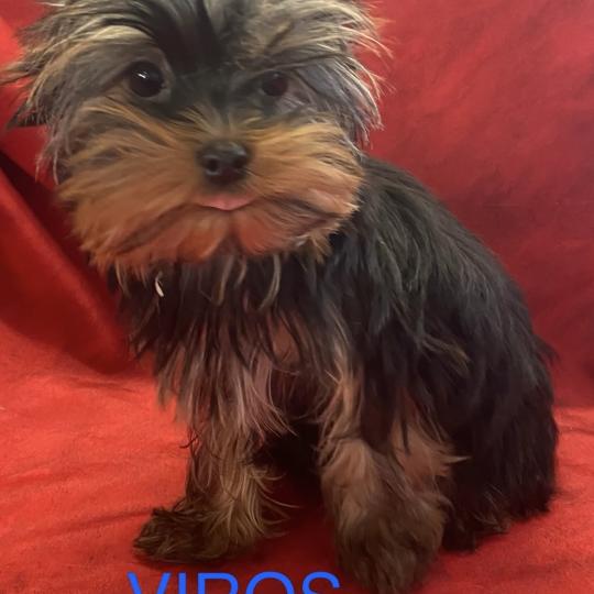 chien Yorkshire terrier noir et feu VIROS Domaine de la Chantelaie