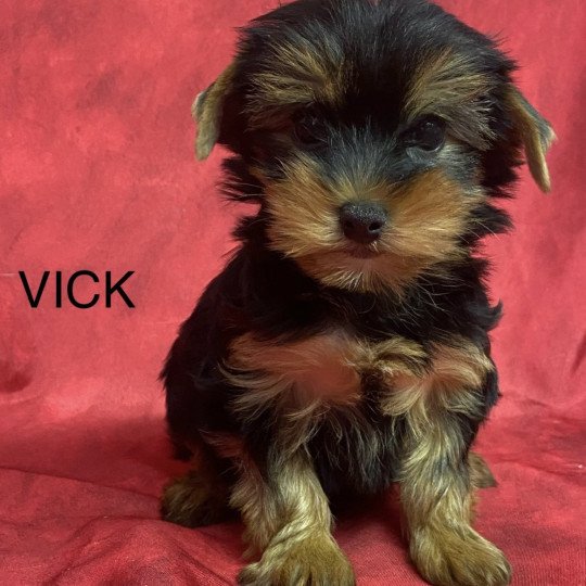 VICK yorkshire terrier Mâle Yorkshire terrier